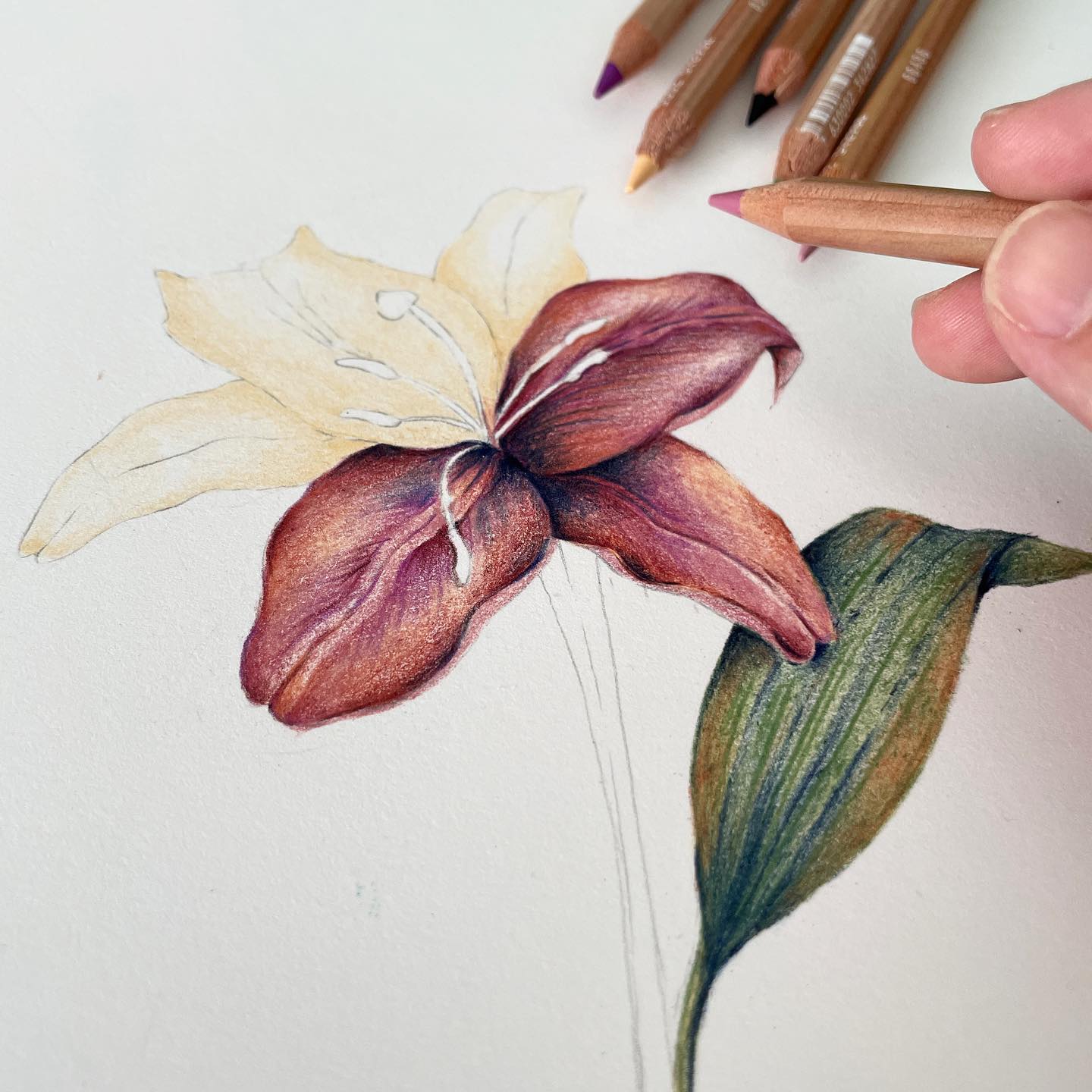 lily watercolor painting